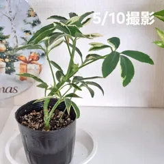 셰프 레라몬 드롭 ③