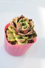 韓国直送 ❁厳選♡レア苗❁ マジックチョコ エケベリア 多肉植物