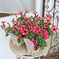 花苗 アロンソア シェルピンク 3号 多年草 サーモン 四季咲き おしゃれ