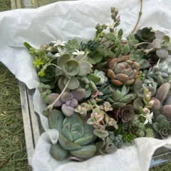 多肉植物 詰め合わせ 寄せ植えセット カット苗 (小)