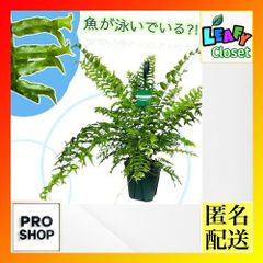 斑入りシダ ネフロレピス ハッピーマーブル 6号 吊り(個体おまかせ1鉢