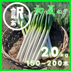 鳥取県産 白ネギ「春香葱」 20kg 長ネギ - メルカリ