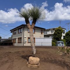 特大 ココスヤシ 庭木 全長6メートル カナリー ワシントン サバル 蘇轍