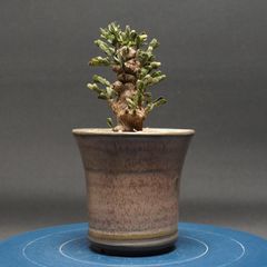 センナ メリディオナリス〈現品限り〉【塊根・コーデックス