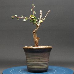 Adenia globosa