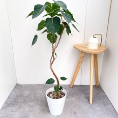 フィカス ウンベラータ 8号 143cm S-shaped tree form - メルカリ