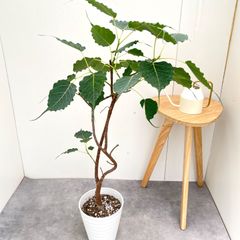 フィカス ウンベラータ 8号 143cm S-shaped tree form - メルカリ