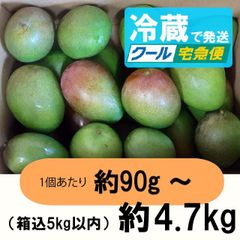 橙3-3】約2.9kg グリーンマンゴー 青マンゴー マンゴー 摘果マンゴー