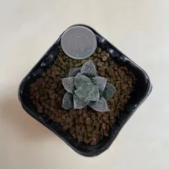 多肉植物　ハオルチア  ホワイトフォックス　抜き苗　根付きのサムネイル