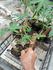 キャッサバ芽出し根だし苗40本 - メルカリ