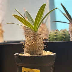 ◾️鉢ごとメルカリ便◾️グラキリスL らくらくメルカリ便(鉢ごと発送)料金 - メルカリ