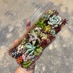 寄せ植え用多肉植物詰め合わせ - メルカリ