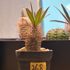 塊根植物】パキポディウム グラキリス 鉢ごと発送 送料無料 #272