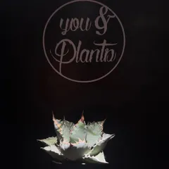 Agave titanota 'Lion's Mane'のサムネイル