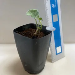 多肉植物　コーデックス　ペラルゴニウム　ミラビレ(実生＊小＊レア)  抜き苗　根付きのサムネイル