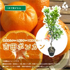 太田ポンカン 苗木 果樹 鉢植え 希少品種実が付き現品高さ100cm8/16 太田ポンカン 苗木 果樹 鉢植え 希少品種実が付き現品高さ100cm9/13