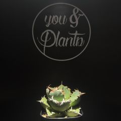 Agave titanota Griffin 中株　グリフィン　イラン株 Agave titanota Griffin 中株 グリフィン イラン株 - メルカリ