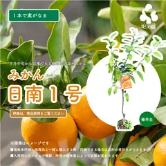 2026年最新】興津早生の人気アイテム - メルカリ