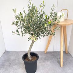 現品］【希少】21番 オリーブアスコラーナ 8号 レア オリーブの木
