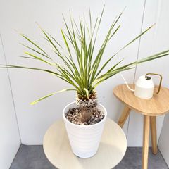 現品 ユッカ ロストラータ 61番 幹上がり 根上がり 希少 ドライ