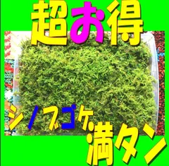 2026年最新】シノブゴケの人気アイテム - メルカリ