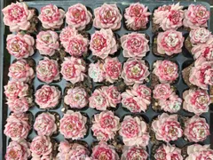 2026年最新】多肉植物 韓国苗 セットの人気アイテム - メルカリ
