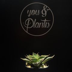 agave titanota 趣味家さんのブツブツ - メルカリ