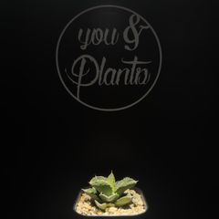 agave titanota 趣味家さんのブツブツ - メルカリ
