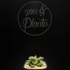 Agave titanota 'Hyou'のサムネイル