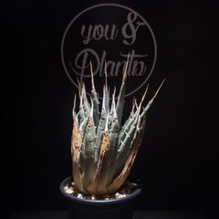【超激レア美品！】ADA 30th シザース・ウェーブ Titanium チタン ADA 30周年記念 オリジナルシザースウェーブ Titanium - メルカリ