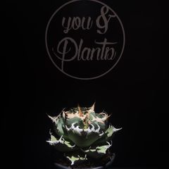 agave titanota 趣味家さんのブツブツ - メルカリ