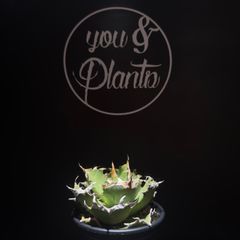 M*I様 Agave titanota 'Creep'ラスト1株 - メルカリ