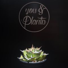 agave titanota 趣味家さんのブツブツ agave titanota 趣味家さんのブツブツ - メルカリ
