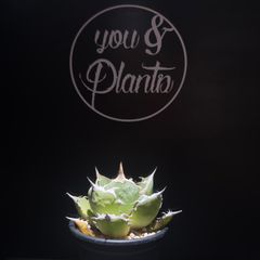 Agave montana 'Tiffany' 315 - メルカリ