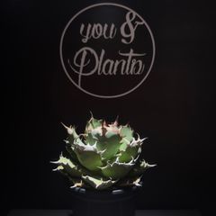 Agave titanota Griffin 中株　グリフィン　イラン株 Agave titanota Griffin 中株 グリフィン イラン株 - メルカリ