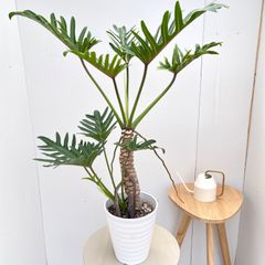 フィロデンドロン ジャイアントザナドゥ 7号 幹上がり 観葉植物 - メルカリ