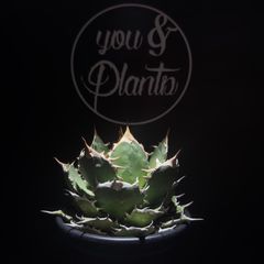 Agave montana 'Lime Flash' 302 - メルカリ