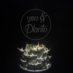アガベ トゥルー・ビューティ Agave アテナータ ボーチンブルー