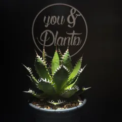 Agave horrida ssp. horridaのサムネイル