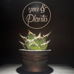 Agave titanota Caesar 】ライズ産 強棘 極上株 - メルカリ