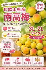 完熟南高梅 10kg梅干し 梅酒 ジャム用 - メルカリ