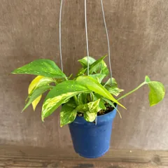 ポトス　不明種　ハンギングポット　現品    観葉植物 観葉 植物 つる性植物 つる性 ハンギング 吊るす 吊り下げ インテリア プレゼント