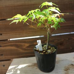 ハウチワカエデ 楓 かえで 盆栽 苗 ビリジアンブルック - メルカリ