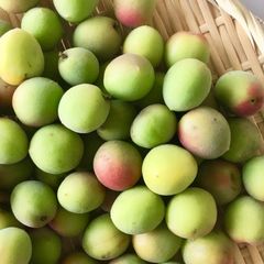 無農薬スモモ10kg。大石早生、愛媛県産、鮮度抜群、甘酸っぱい、追熟