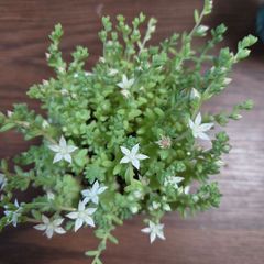 多肉植物 セダム ホワイトストーンクロプ / ホワイトストーンクロップ