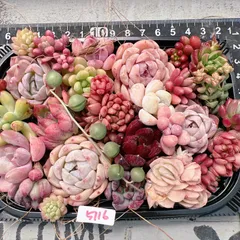 多肉植物 寄せ植えset♡5116