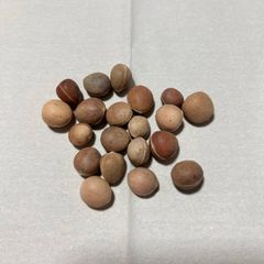 5粒ボスウェリア・オクルタBoswellia occulta種子 2026年4月入荷