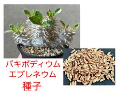 新鮮】パキポディウム グラキリス 種子 20粒＋α（おまけ付） 象牙宮
