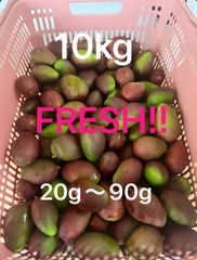 摘果マンゴー 10kg - メルカリ