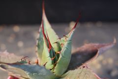 u*4様 【ZZ_plants】W950アガベ チタノタ 蜘蛛 極上強棘 極美極 海*祐様 【ZZ_plants】W537アガベ チタノタ 蜘蛛 極上強棘 極美極